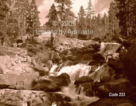 Lily Creek